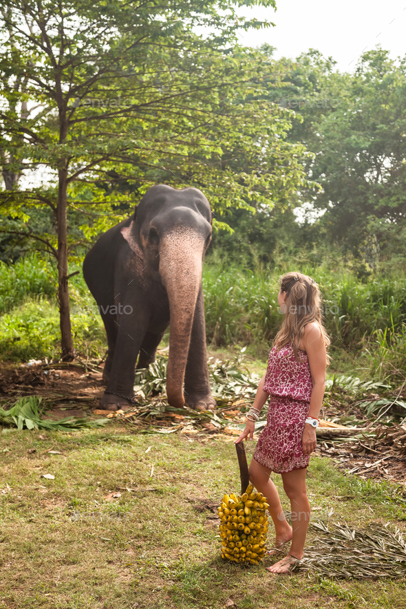 Rear view young woman feeding an elephant bananas in countryside Sri Lanka, looking away Stock